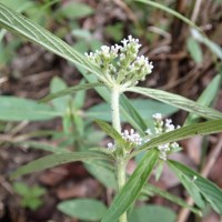 Knoxia sumatrensis (Retz.) DC.